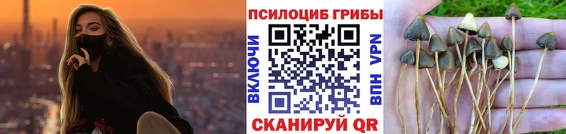 дарнет шоп  Жигулёвск  Псилоцибиновые грибы GOLDEN TEACHER 